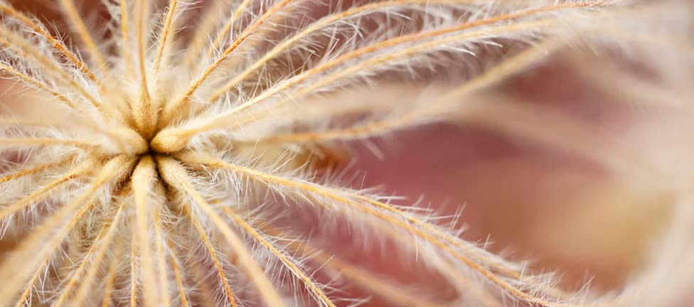 sony-sel-30m35-sel30m35-obiettivo-macro-30-mm-f3-5-a-focale-fissa-per-fotocamere image 7