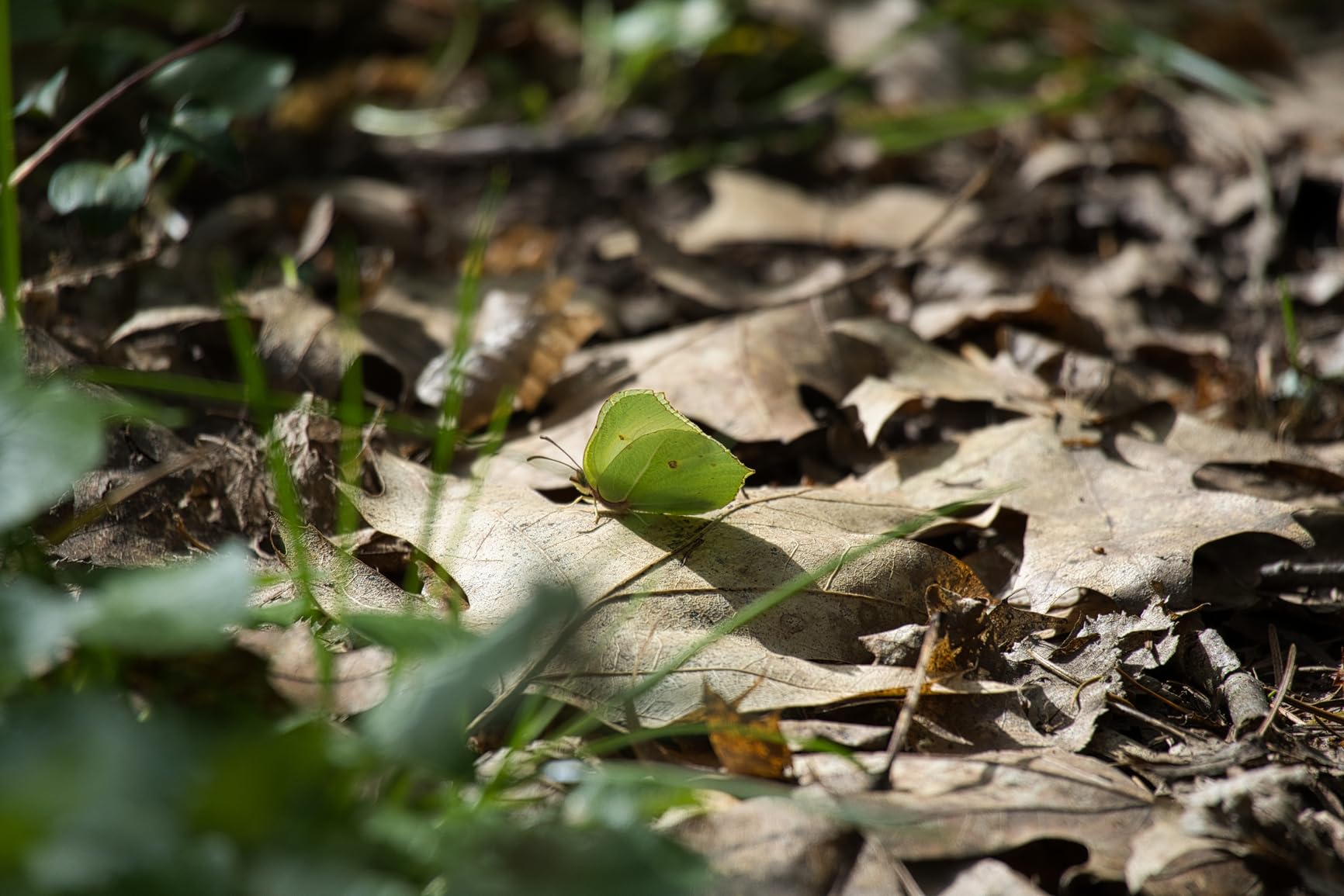Wildlife senza svuotare il conto