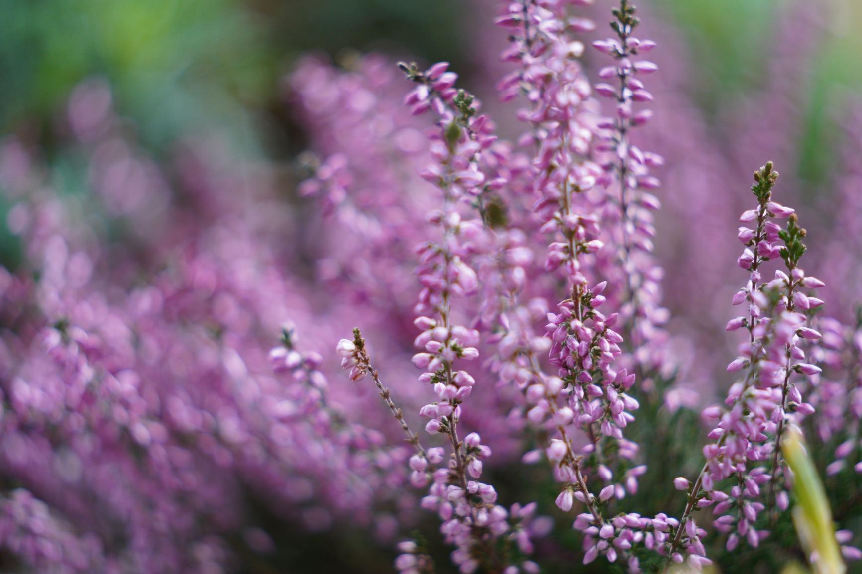 Passato dal f/4 al f/2.8 GM, mai più indietro