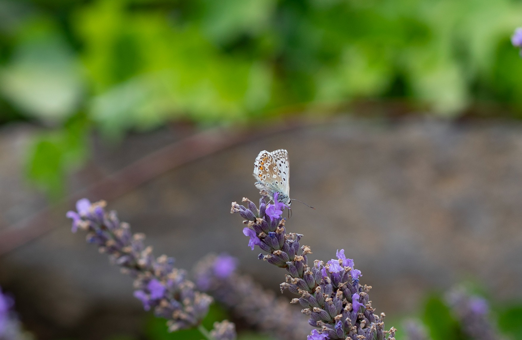 Esemplare con backfocus